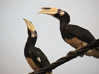 220px-Hornbill-Malaysia