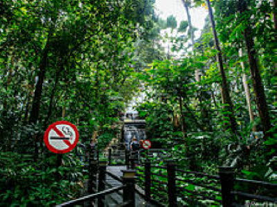 220px-Rain_Forest_in_KLIA