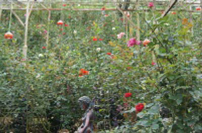 DSC05933
