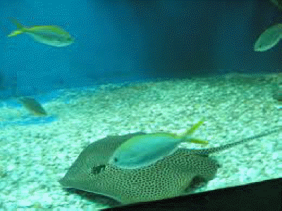 aquria langkawi