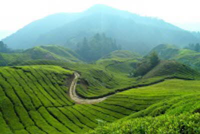 cameron highland