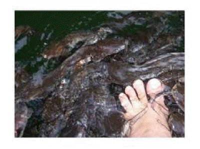 cat fish