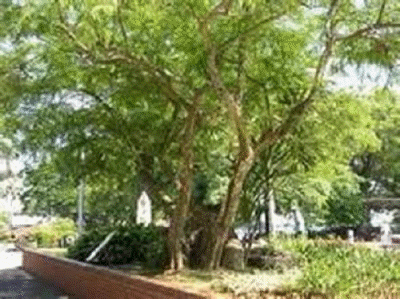 d pokok melaka