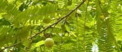 d pokok melaka 2