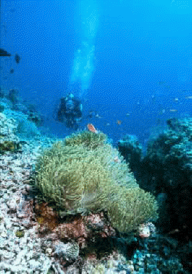 diver1_g