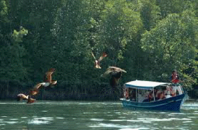 eco park mangrove tour