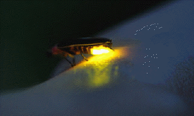 firefly