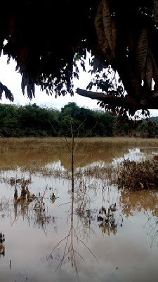 flood 6