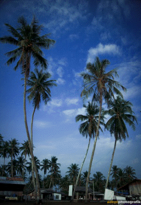 kampung penarik