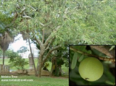 melaka-tree