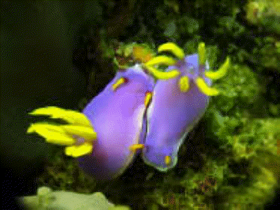 nudibranchs1_g