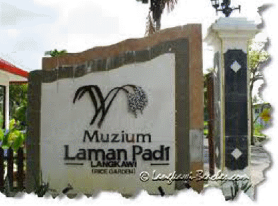 paddy field muzuem