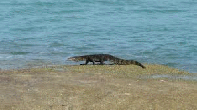 permanent  resident of langkawi