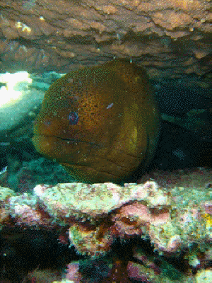 redang 5